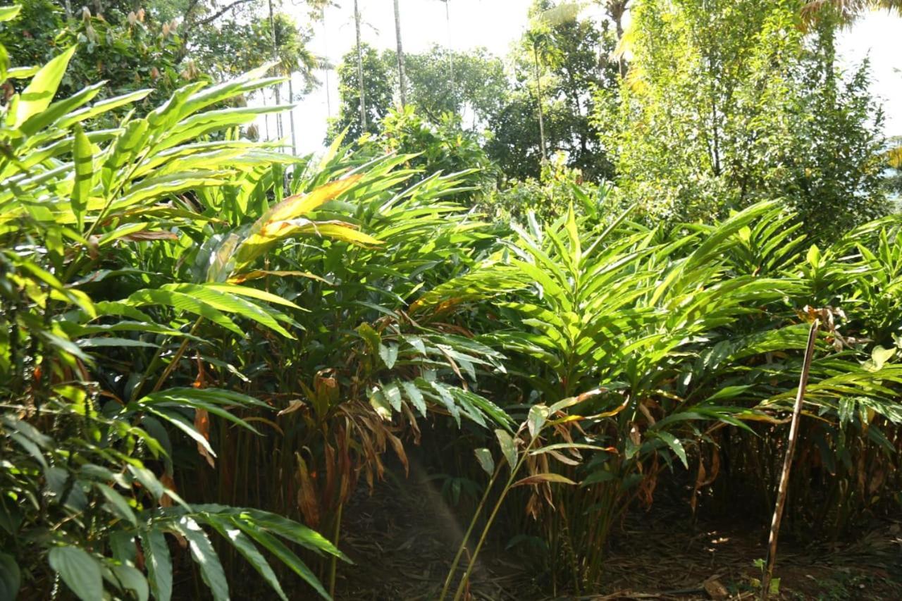 Loveshore Homestay Munnar Anachal Exterior photo